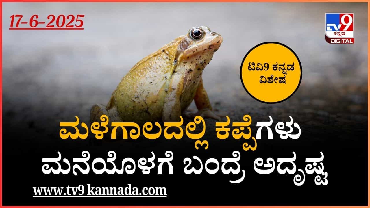 ಮಳೆಗಾಲದಲ್ಲಿ ಕಪ್ಪೆಗಳು ಮನೆಯೊಳಗೆ ಬಂದ್ರೆ ಅದೃಷ್ಟ ಖುಲಾಯಿಸುತ್ತಾ? ಮಳೆಗಾಲದಲ್ಲಿ ಕಪ್ಪೆಗಳು ಮನೆಯೊಳಗೆ ಬಂದ್ರೆ ಅದೃಷ್ಟ ಖುಲಾಯಿಸುತ್ತಾ?