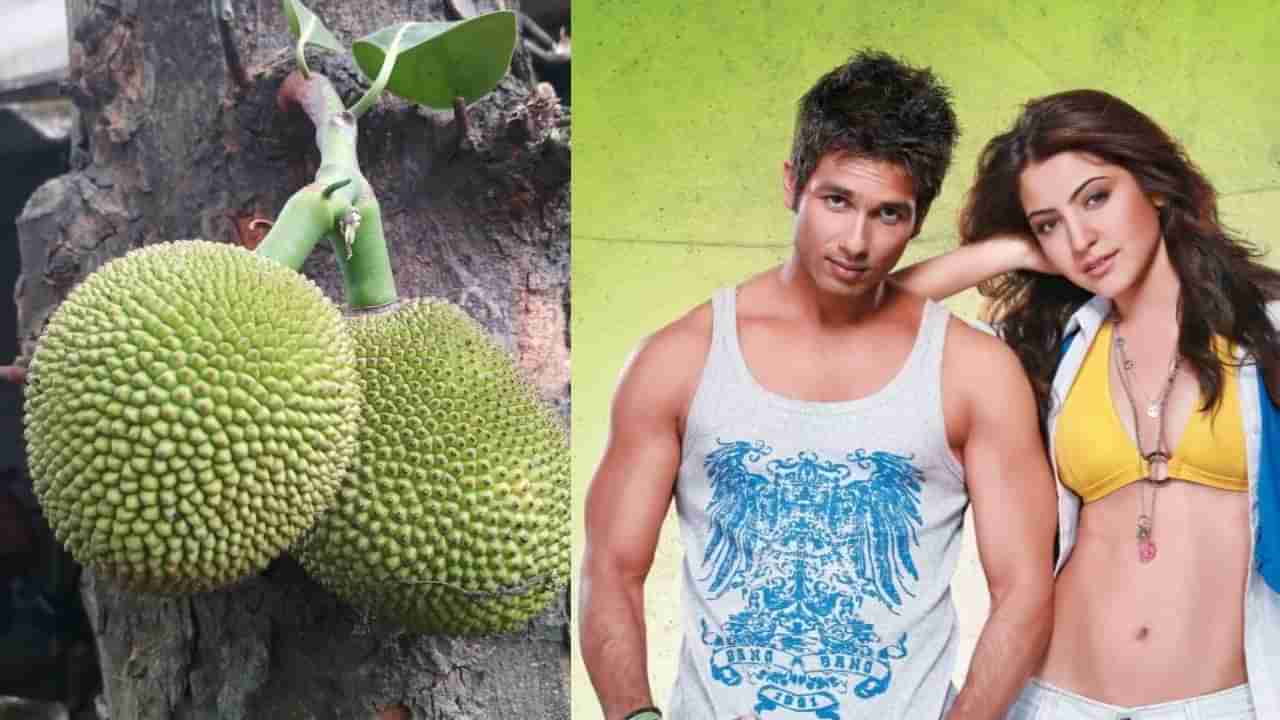 ಮಾಂಸಕ್ಕೆ ಪರ್ಯಾಯ ಹಲಸಿನ ಗುಜ್ಜೆ, ಸೆಲೆಬ್ರಿಟಿಗಳಿಗೂ ಇದುವೇ ಬೇಕು