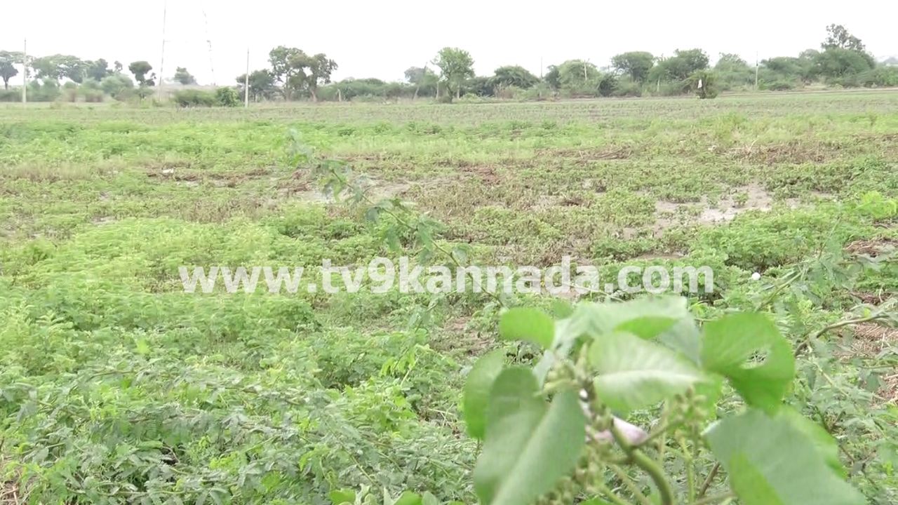 ಮೇ ಅಂತ್ಯದಲ್ಲಿ ರೈತರು ಬಿತ್ತನೆ ಬೀಜ, ಗೊಬ್ಬರ ಅಂತ ಸಾವಿರಾರು ರೂಪಾಯಿ ಖರ್ಚು ಮಾಡಿ ಬಿತ್ತನೆ  ಮಾಡಿದ್ದರು. ಈ ಬಾರಿ ಉತ್ತಮ ಮಳೆಯಾಗಿದ್ದರಿಂದ ಬೆಳೆ ಕೂಡಾ ಚೆನ್ನಾಗಿ ಬಂದಿದ್ದವು. ಆದರೆ, ಹಳ್ಳದ ನೀರು ನುಗ್ಗಿದ್ದರಿಂದ ಹಳ್ಳದ ಸುತ್ತಮುತ್ತಲಿನ ಸಾವಿರಕ್ಕೂ ಅಧಿಕ ಎಕರೆಯಲ್ಲಿ ಬೆಳದಿದ್ದ ಬೆಳೆ ಹಾಳಾಗಿ ಹೋಗುತ್ತಿದೆ. ಇದು ರೈತರ ಆತಂಕಕ್ಕೆ ಕಾರಣವಾಗಿದೆ.