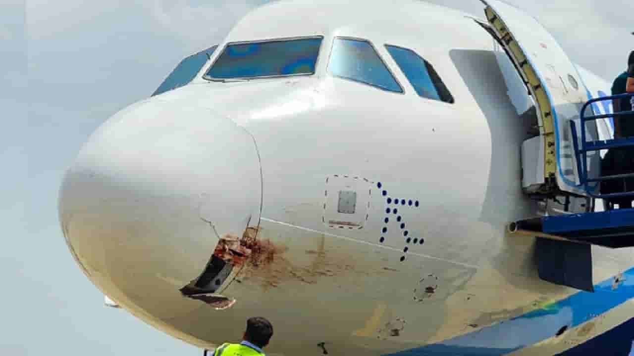 4,000 ಅಡಿ ಎತ್ತರದಲ್ಲಿ ಇಂಡಿಗೋ ವಿಮಾನಕ್ಕೆ ರಣಹದ್ದು ಡಿಕ್ಕಿಯಾಗಿ ತುರ್ತು ಭೂಸ್ಪರ್ಶ; 175 ಪ್ರಯಾಣಿಕರು ಪಾರು