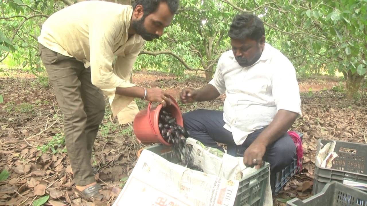 ಬೀದರ್​ನ ಮನ್ನಳ್ಳಿಯ ಪ್ರಗತಿಪರ ರೈತ ರಾಮರಾಜು ಅವರು ತಮ್ಮ 62 ಎಕರೆ ಜಮೀನಿನಲ್ಲಿ 25 ಎಕರೆ ಪ್ರದೇಶದಲ್ಲಿ ನೇರಳೆ ಗಿಡಗಳನ್ನು ನೆಟ್ಟು ಉತ್ತಮ ಫಸಲನ್ನು ಪಡೆಯುತ್ತಿದ್ದಾರೆ. ಈ ನೇರಳೆ ಗಿಡಗಳನ್ನು ನೋಡಿದ ಹಣ್ಣು ವ್ಯಾಪಾರಿಯಾಗಿರುವ ಬೀದರ್​ನ ಅಬ್ಬು ಶೇಠ್ ಅವರು 32 ಲಕ್ಷಕ್ಕೆ 25 ಎಕರೆಯಷ್ಟು ನೇರಳ ಹಣ್ಣುಗಳನ್ನು ಖರೀದಿ ಮಾಡಿದ್ದಾರೆ. 