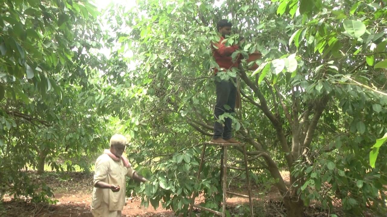 ಬೀದರ್ ಜಿಲ್ಲೆಯಲ್ಲಿ ಕಳೆದ ಒಂದು ದಶಕದಿಂದ ಬರಗಾಲ, ಅತಿವೃಷ್ಠಿ, ಅನಾವೃಷ್ಠಿಯಿಂದ ರೈತರು ಒಂದಲ್ಲ ಒಂದು ರೀತಿಯಲ್ಲಿ ಸಂಕಷ್ಟ ಎದುರಿಸಿದ್ದಾರೆ. ಜೋಳ, ಕಬ್ಬು, ಸೋಯಾ ಬೆಳೆದು ನಷ್ಟದಲ್ಲಿದ ರೈತರಿಗೆ ಈಗ ತೋಟಗಾರಿಗೆ ಬೆಳೆ ಕಡೆಗೆ ವಾಲಿದ್ದಾರೆ. ನೇರಳೆ ಹಣ್ಣು ಬೀದರ್ ಜಿಲ್ಲೆಯ ರೈತರ ಕೈ ಹಿಡಿದಿದೆ. ಈ ವರ್ಷ ಭರ್ಜರಿ ಫಸಲು ಬಂದಿದ್ದು ಮಾರುಕಟ್ಟೆಯಲ್ಲಿ ಉತ್ತಮ ಬೆಲೆಗೆ ಮಾರಾಟವಾಗುತ್ತಿದೆ. ರೈತರು ವಿವಿಧ ಜಾತಿಯ ನೇರಳೆ ಗಿಡ ನೆಟ್ಟು ಲಕ್ಷಾಂತರ ರೂಪಾಯಿ ಆದಾಯದ ಗಳಿಸುತ್ತಿದ್ದಾರೆ.