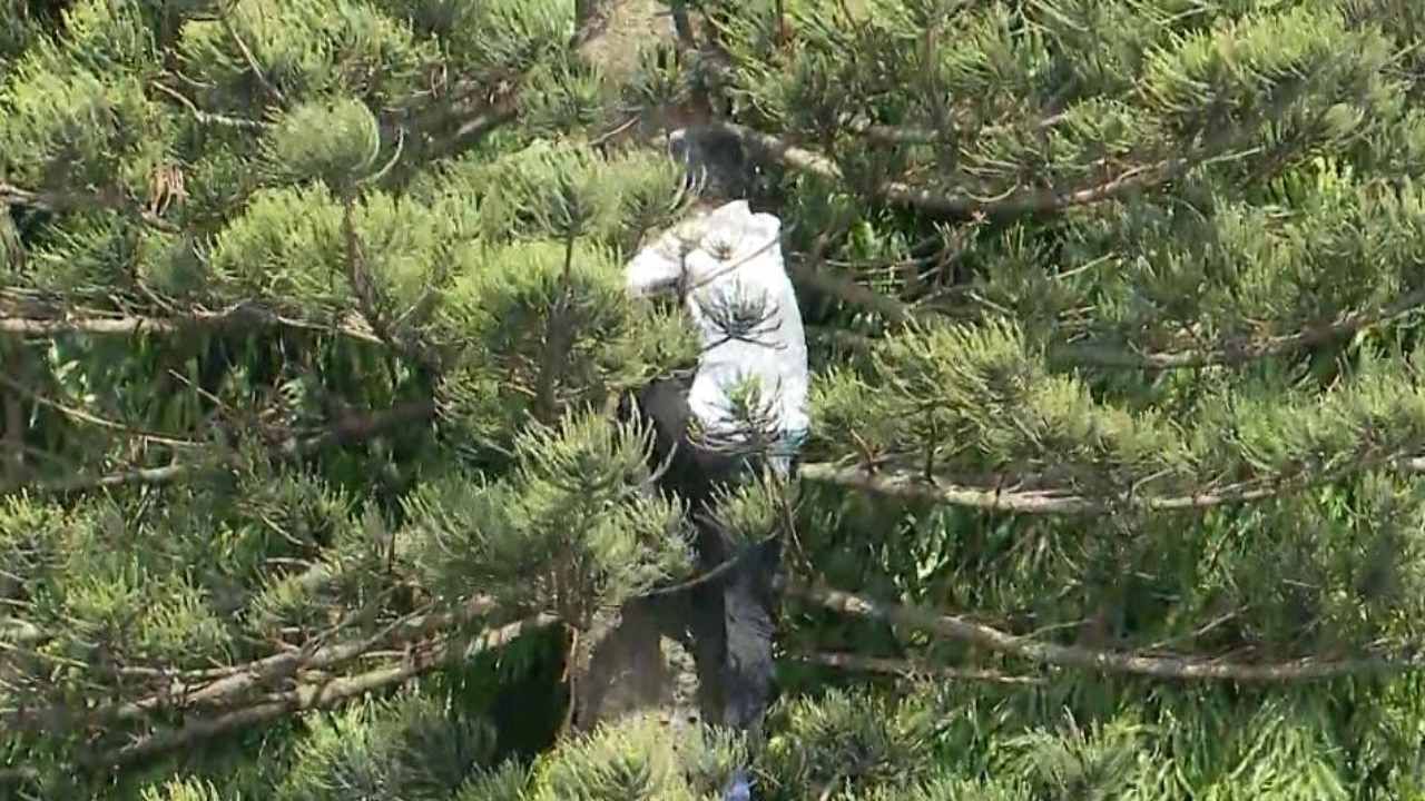 ಕಾಲ್ತುಳಿತದಿಂದ ಕಬ್ಬನ್ ಪಾರ್ಕಿನ ಗಿಡ-ಮರಗಳಿಗೂ ಹಾನಿ: ಕಬ್ಬನ್​ಪಾರ್ಕ್ ಪೊಲೀಸ್ ಠಾಣೆಗೆ ಅಸೋಸಿಯೇಷನ್​ ದೂರು