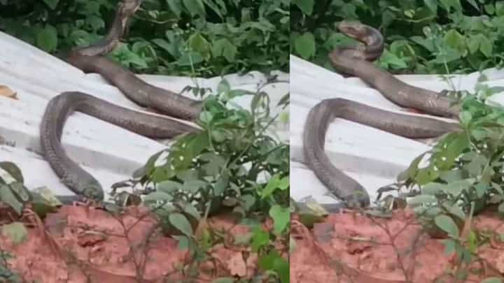 ಹಾಸನದಲ್ಲಿ ಕಾಣಿಸಿಕೊಂಡ 12 ಅಡಿ ಉದ್ದದ ಕಾಳಿಂಗ ಸರ್ಪ, ಭಯಭೀತರಾದ ಜನ! ಹಾಸನದಲ್ಲಿ ಕಾಣಿಸಿಕೊಂಡ 12 ಅಡಿ ಉದ್ದದ ಕಾಳಿಂಗ ಸರ್ಪ, ಭಯಭೀತರಾದ ಜನ!