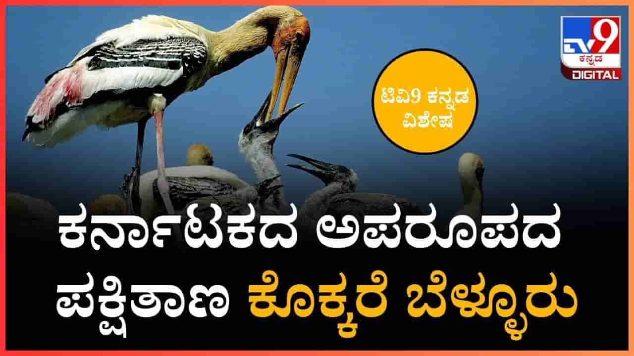 ಕೊಕ್ಕರೆಗಳ ನೆಲೆವೀಡು ʼಕೊಕ್ಕರೆ ಬೆಳ್ಳೂರುʼ ಪಕ್ಷಿ ಧಾಮಕ್ಕೆ ನೀವು ಒಂದ್ಸಲನಾದ್ರೂ ಭೇಟಿ ನೀಡ್ಲೇಬೇಕು