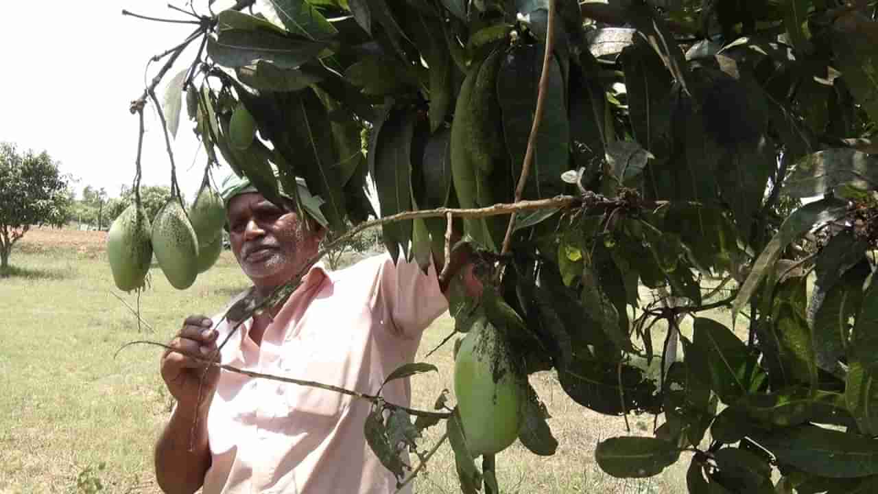 ಅನ್ನದಾತನ ಪಾಲಿಗೆ ಹುಳಿಯಾದ ಮಾವು: ಉಗ್ರ ಹೋರಾಟದ ಎಚ್ಚರಿಕೆ ನೀಡಿದ ರೈತರು