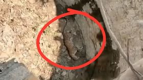 ನೀರು ಹುಡುಕುತ್ತಾ ಒಣಗಿದ ಬಾವಿಗೆ ಬಿದ್ದ ಚಿರತೆ