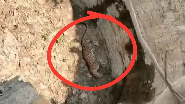 ನೀರು ಹುಡುಕುತ್ತಾ ಒಣಗಿದ ಬಾವಿಗೆ ಬಿದ್ದ ಚಿರತೆ ನೀರು ಹುಡುಕುತ್ತಾ ಒಣಗಿದ ಬಾವಿಗೆ ಬಿದ್ದ ಚಿರತೆ