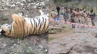 ಚಾಮರಾಜನಗರ: ಹುಲಿ ಹಂತಕರು 3 ದಿನ ಅರಣ್ಯಾಧಿಕಾರಿಗಳ ಕಸ್ಟಡಿಗೆ