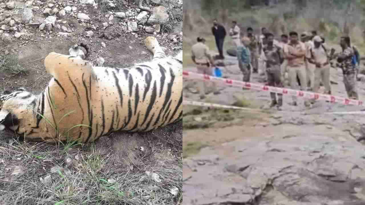 ಚಾಮರಾಜನಗರದಲ್ಲಿ ವ್ಯಾಘ್ರಗಳ ಸಾವು ಕೇಸ್: ಮೂವರ ಬಂಧನ, ಹುಲಿಗಳು ಸತ್ತಿದ್ದರಿಂದ ಸಂತಸ ಪಟ್ಟಿದ್ದ ಆರೋಪಿಗಳು