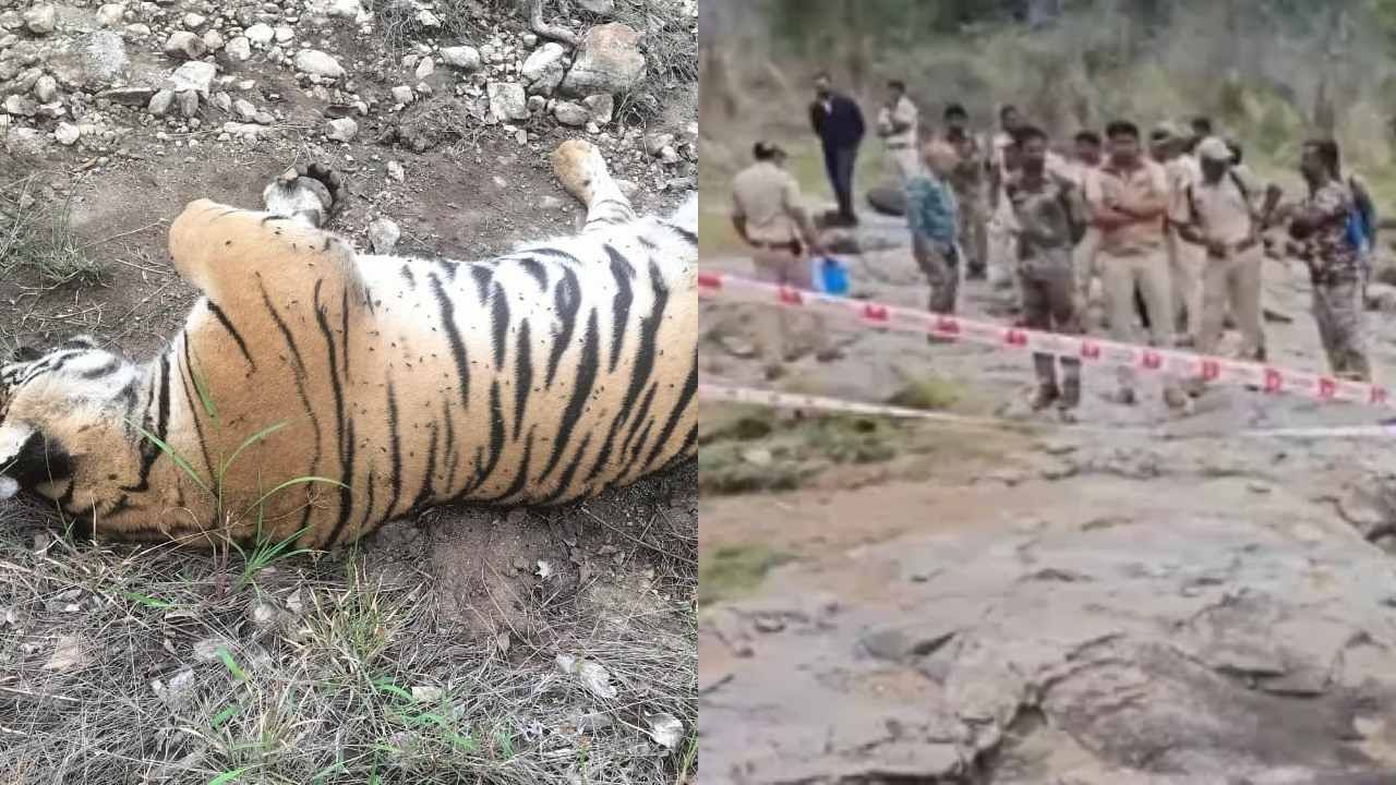 ಚಾಮರಾಜನಗರದಲ್ಲಿ ವ್ಯಾಘ್ರಗಳ ಸಾವು ಕೇಸ್​: ಮೂವರ ಬಂಧನ, ಹುಲಿಗಳು ಸತ್ತಿದ್ದರಿಂದ ಸಂತಸ ಪಟ್ಟಿದ್ದ ಆರೋಪಿಗಳು​