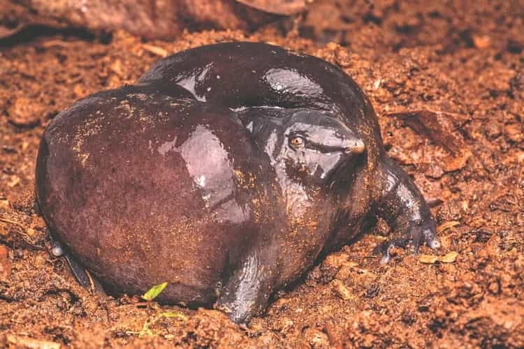 ಭೂಮಿಗೆ ಬರುತ್ತಿದ್ದಾನೆ ಮಹಾಬಲಿ, ಮಹತ್ವದ ಸೂಚನೆ ನೀಡಿದೆ ಈ ಕಪ್ಪೆ