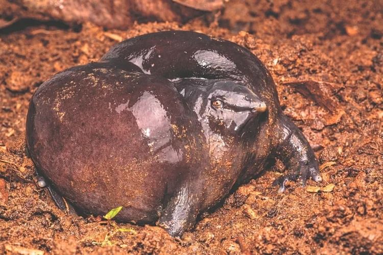 ಭೂಮಿಗೆ ಬರುತ್ತಿದ್ದಾನೆ ಮಹಾಬಲಿ, ಮಹತ್ವದ ಸೂಚನೆ ನೀಡಿದೆ ಈ ಕಪ್ಪೆ ಭೂಮಿಗೆ ಬರುತ್ತಿದ್ದಾನೆ ಮಹಾಬಲಿ, ಮಹತ್ವದ ಸೂಚನೆ ನೀಡಿದೆ ಈ ಕಪ್ಪೆ