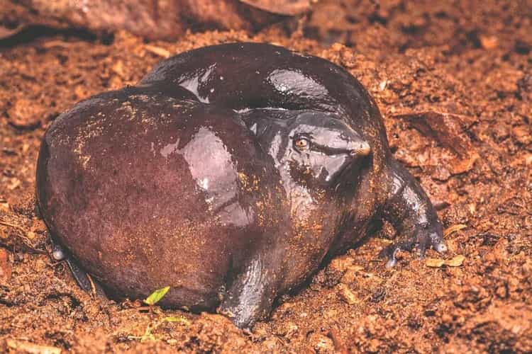 ಭೂಮಿಗೆ ಬರುತ್ತಿದ್ದಾನೆ ಮಹಾಬಲಿ, ಮಹತ್ವದ ಸೂಚನೆ ನೀಡಿದೆ ಈ ಕಪ್ಪೆ ಭೂಮಿಗೆ ಬರುತ್ತಿದ್ದಾನೆ ಮಹಾಬಲಿ, ಮಹತ್ವದ ಸೂಚನೆ ನೀಡಿದೆ ಈ ಕಪ್ಪೆ