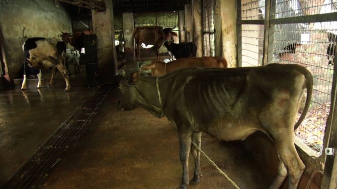 ಮಂಗಳೂರು: ಒಂದೇ ಮನೆಯ 7 ದನ ಕರುಗಳು ನರಳಿ ನರಳಿ ನಿಗೂಢ ಸಾವು ಮಂಗಳೂರು: ಒಂದೇ ಮನೆಯ 7 ದನ ಕರುಗಳು ನರಳಿ ನರಳಿ ನಿಗೂಢ ಸಾವು