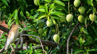 Coronavirus: ಕಳೆದ 24 ಗಂಟೆಗಳಲ್ಲಿ ಭಾರತದಲ್ಲಿ 276 ಕೊರೊನಾ ಹೊಸ ಪ್ರಕರಣಗಳು ಪತ್ತೆ, 7 ಮಂದಿ ಸಾವು