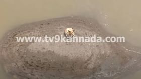 ಇಲ್ಲಿಂದ ಮೇಲೆತ್ತಿ ಎಂಬಂತೆ ಅಸಾಹಯಕತೆಯಿಂದ ಜನರತ್ತ ನೋಡುತ್ತಿರುವ ನಾಯಿ ಇಲ್ಲಿಂದ ಮೇಲೆತ್ತಿ ಎಂಬಂತೆ ಅಸಾಹಯಕತೆಯಿಂದ ಜನರತ್ತ ನೋಡುತ್ತಿರುವ ನಾಯಿ