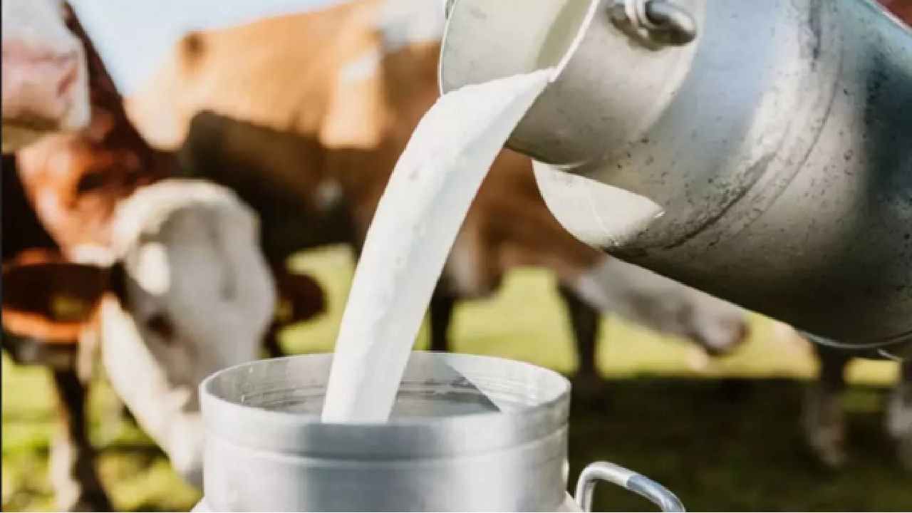 ರೈತರಿಗೆ ಮುಟ್ಟಿದ ನಂದಿನಿ ಹಾಲಿನ ದರ ಏರಿಕೆ ಹಣ: ಚಿಕ್ಕಬಳ್ಳಾಪುರದಲ್ಲಿ ಹರಿದ ಹಾಲಿನಹೊಳೆ ರೈತರಿಗೆ ಮುಟ್ಟಿದ ನಂದಿನಿ ಹಾಲಿನ ದರ ಏರಿಕೆ ಹಣ: ಚಿಕ್ಕಬಳ್ಳಾಪುರದಲ್ಲಿ ಹರಿದ ಹಾಲಿನಹೊಳೆ