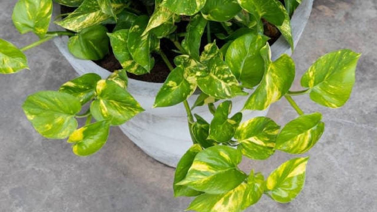 Vastu Shastra: ಮನೆಯಲ್ಲಿ ಮನಿ ಪ್ಲಾಂಟ್ ಈ ದಿಕ್ಕಿನಲ್ಲಿಡಿ; ಕೆಲವೇ ದಿನಗಳಲ್ಲಿ ಬದಲಾವಣೆ ಕಾಣುವಿರಿ