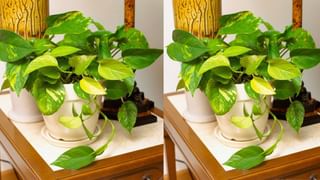 Number 7 in Numerology: ಸಂಖ್ಯೆ 7ರ ಹಿಂದಿನ ರಹಸ್ಯಗಳು; ಇದು ಶುಭವೋ, ಅಶುಭವೋ?