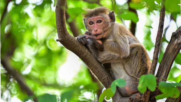 ಹನುಮಾನ್ ಭಕ್ತರೊಬ್ಬರ ಅಂತ್ಯಕ್ರಿಯೆಗೆ ಬಂದ ಕೋತಿ, ಮುತ್ತಿಟ್ಟು ಅಂತಿಮ ವಿದಾಯ ಹೇಳಿದ್ದು ಹೀಗೆ ಹನುಮಾನ್ ಭಕ್ತರೊಬ್ಬರ ಅಂತ್ಯಕ್ರಿಯೆಗೆ ಬಂದ ಕೋತಿ, ಮುತ್ತಿಟ್ಟು ಅಂತಿಮ ವಿದಾಯ ಹೇಳಿದ್ದು ಹೀಗೆ