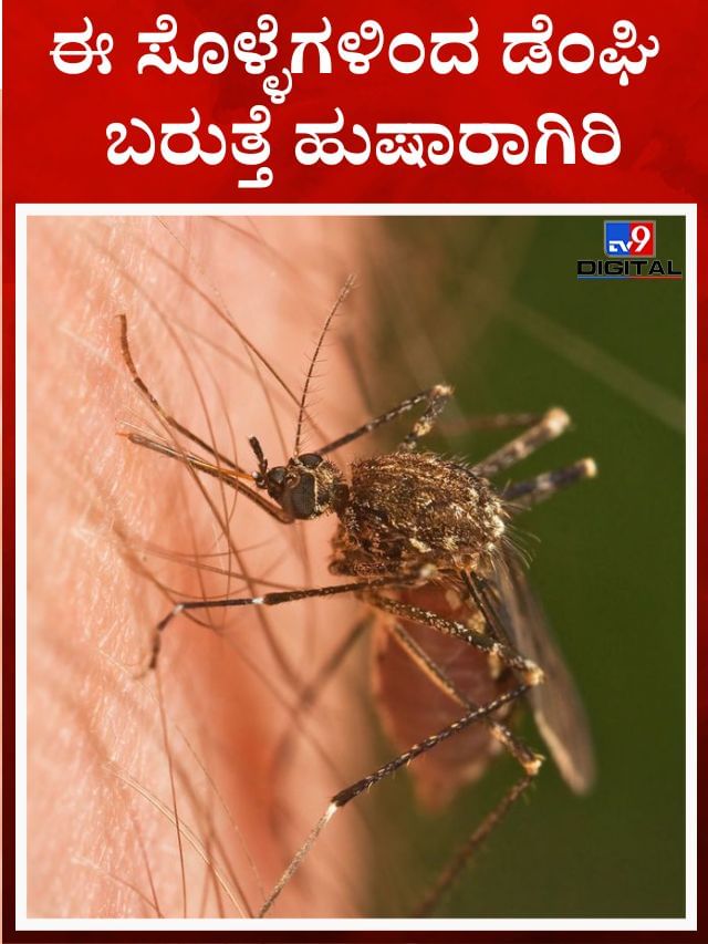 ಈ ಸೊಳ್ಳೆಗಳಿಂದ ಡೆಂಘಿ ಬರುತ್ತೆ ಹುಷಾರಾಗಿರಿ