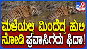 ಮಳೆಯಲ್ಲೂ ಹುಲಿರಾಯ ಕೆರೆಯಲ್ಲಿ ಸ್ವಿಮ್ಮಿಂಗ್: ಅಪರೂಪದ ವಿಡಿಯೋ ನೋಡಿ