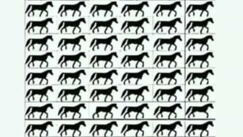 Optical Illusion : ನಿಮ್ಮ ಕಣ್ಣಿಗೊಂದು ಸವಾಲ್ : ಈ ಚಿತ್ರದಲ್ಲಿ ಬಾಲವಿಲ್ಲದ ಕುದುರೆಯನ್ನು ನೀವು ಹುಡುಕಬಲ್ಲಿರಾ?