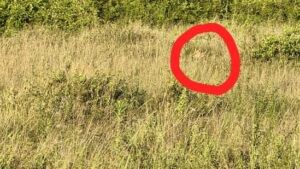 Optical Illusion Answer