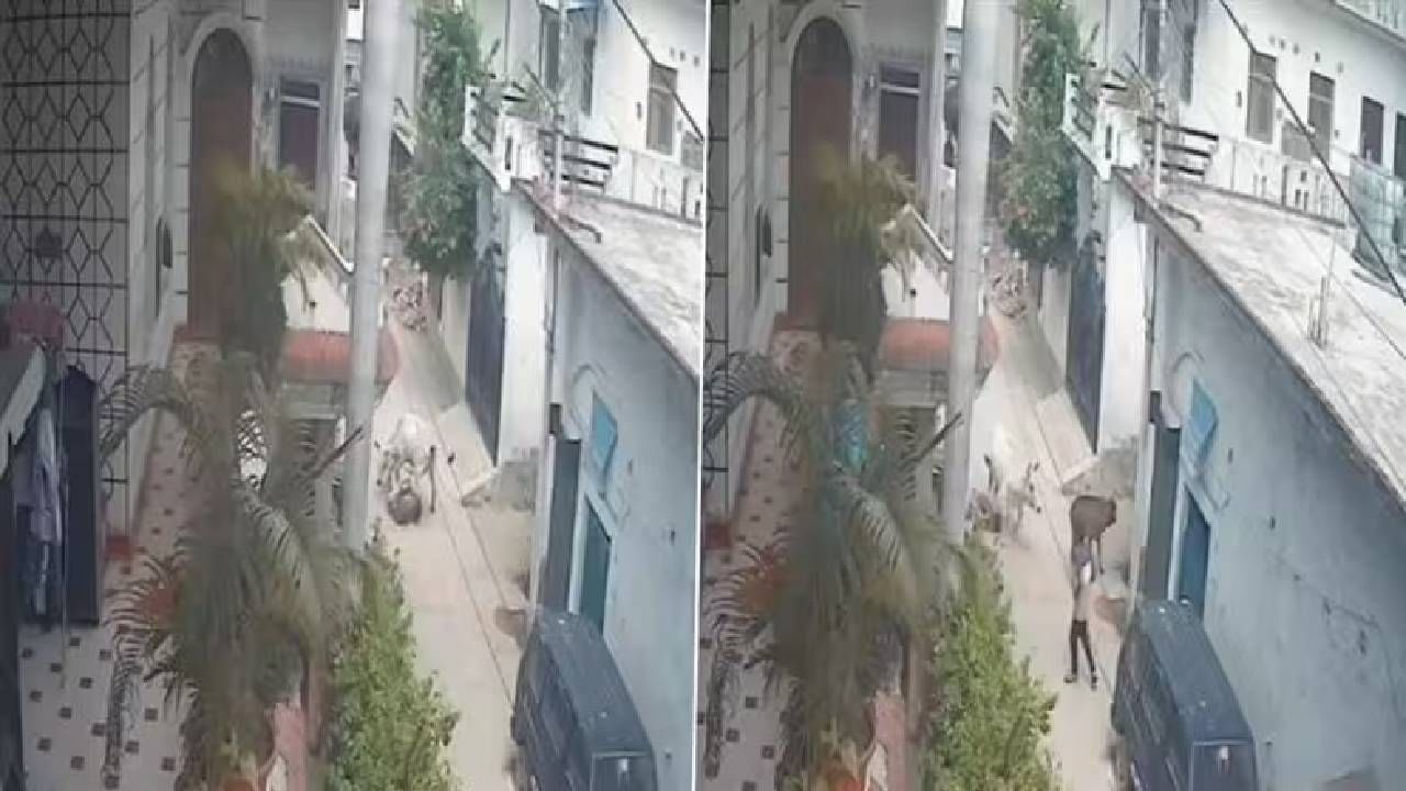 Video: ಉನ್ನಾವೋದಲ್ಲಿ ವ್ಯಕ್ತಿಯನ್ನು ತುಳಿದು ಕೊಂದ ಎತ್ತು