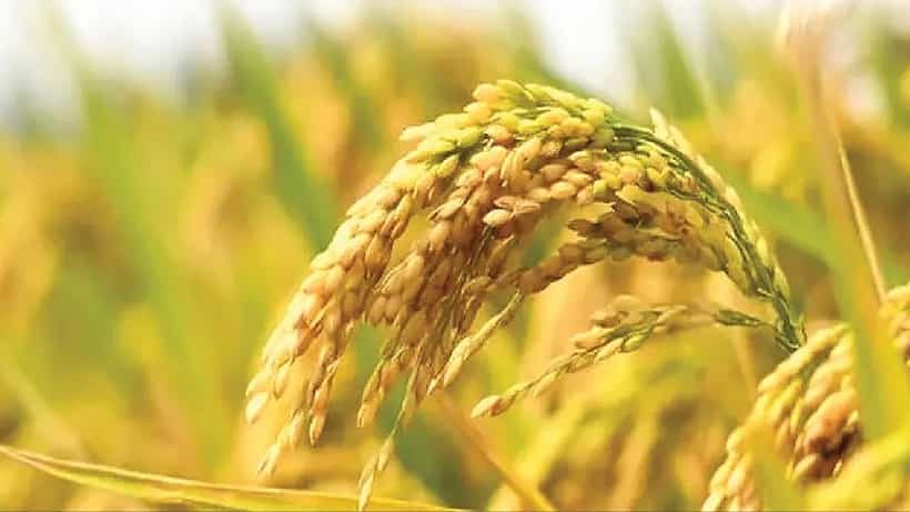 ಅಮೆರಿಕದಲ್ಲಿ ಕೃಷಿ ಭಯೋತ್ಪಾದನೆ ಹರಡಲು ಹೊರಟಿತ್ತೇ ಚೀನಾ? ಇಬ್ಬರನ್ನು ಬಂಧಿಸಿದ ಎಫ್ಬಿಐ