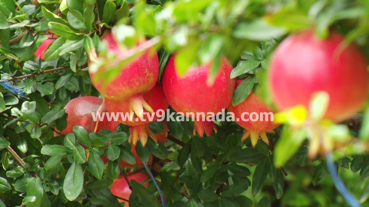 ಇಂಥ ಪ್ರತಿಕೂಲ ಸಂದರ್ಭದಲ್ಲಿಯೂ ಚಿಕ್ಕಬಳ್ಳಾಪುರ ಜಿಲ್ಲೆ ಬಾಗೇಪಲ್ಲಿ ತಾಲೂಕಿನ ಮರಸನಪಲ್ಲಿ ಗ್ರಾಮದ ಬೈಯಪ್ಪ ಎಂಬ ರೈತ, ಆರು ಎಕರೆ ಜಮೀನಿನಲ್ಲಿ ಗುಣಮಟ್ಟದ ದಾಳಿಂಬೆ ಬೆಳೆದು ಸೈ ಎನಿಸಿಕೊಂಡಿದ್ದಾರೆ. ಸದ್ಯ ವರ್ತಕರು ತೋಟದ ಹಣ್ಣುಗಳನ್ನು 70 ಲಕ್ಷ ರೂಪಾಯಿಗೆ ಕೇಳಿದ್ದು, ಇನ್ನೂ ಹೆಚ್ಚಿನ ಬೆಲೆ ಬರುವ ನಿರೀಕ್ಷೆ ಇದೆ ಎಂದು ಬೈಯಪ್ಪ ತಿಳಿಸಿದ್ದಾರೆ.
