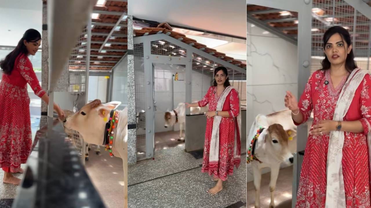 ಬೆಂಗ್ಳೂರು ನಗರದಲ್ಲಿದ್ದುಕೊಂಡು ಮನೆಯಲ್ಲಿ ಪುಂಗನೂರು ಹಸುಗಳನ್ನು ಮಕ್ಕಳಂತೆ ಸಾಕುತ್ತಿರುವ ಮಹಿಳೆ