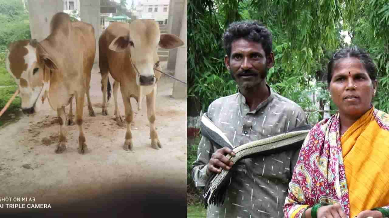 ಮಣ್ಣೆತ್ತಿನ ಅಮಾವಾಸ್ಯೆ ದಿನವೇ ರೈತನ ಎತ್ತುಗಳನ್ನು ಹೊತ್ತೊಯ್ದ ಸಾಲ ನೀಡಿದವ