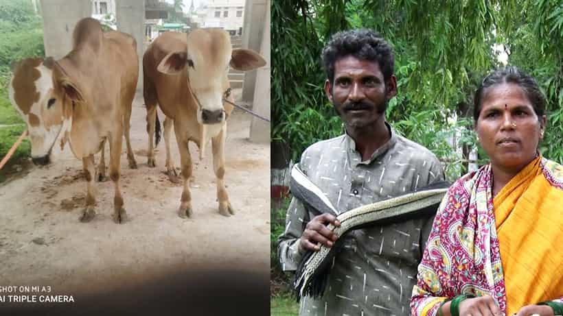 ಮಣ್ಣೆತ್ತಿನ ಅಮಾವಾಸ್ಯೆ ದಿನವೇ ರೈತನ ಎತ್ತುಗಳನ್ನು ಹೊತ್ತೊಯ್ದ ಸಾಲ ನೀಡಿದವ