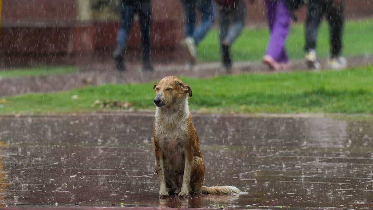 Karnataka Rains: ಬೆಂಗಳೂರು ಸೇರಿ ಕರ್ನಾಟಕದ ಬಹುತೇಕ ಜಿಲ್ಲೆಗಳಲ್ಲಿ ಸಾಧಾರಣ ಮಳೆ