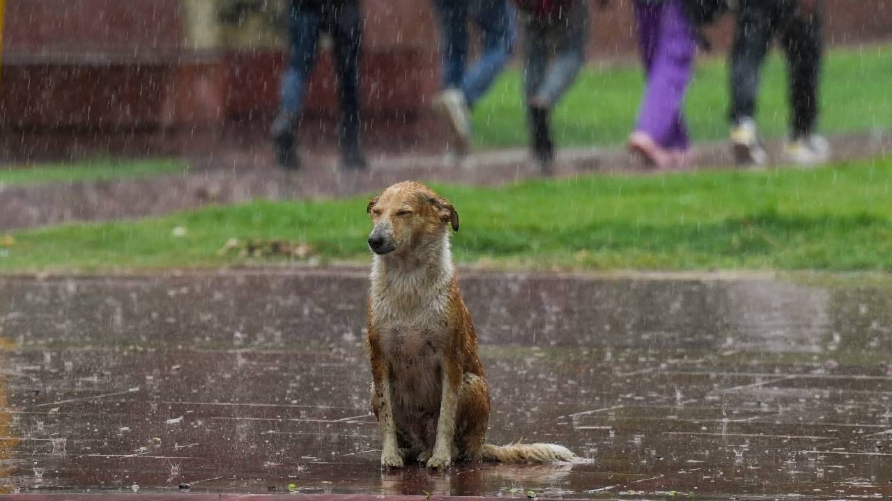 Karnataka Rains: ಬೆಂಗಳೂರು ಸೇರಿ ಕರ್ನಾಟಕದ ಬಹುತೇಕ ಜಿಲ್ಲೆಗಳಲ್ಲಿ ಸಾಧಾರಣ ಮಳೆ Karnataka Rains: ಬೆಂಗಳೂರು ಸೇರಿ ಕರ್ನಾಟಕದ ಬಹುತೇಕ ಜಿಲ್ಲೆಗಳಲ್ಲಿ ಸಾಧಾರಣ ಮಳೆ