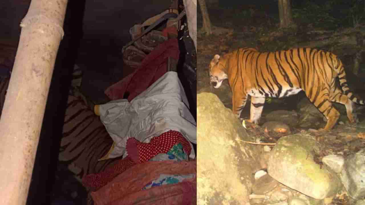 ರಾಂಚಿ: ರೂಮಿನಲ್ಲಿ ಏನೋ ಶಬ್ದವಾಗ್ತಿದೆ ಎಂದು ನೋಡಿದ್ರೆ ಇದ್ದಿದ್ದು ನರಭಕ್ಷಕ ಹುಲಿ