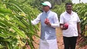 ಹೇಸರಘಟ್ಟದಲ್ಲಿನ ಡ್ರ್ಯಾಗನ್ ಫ್ರೂಟ್ ಜಮೀನಿಗೆ ಭೇಟಿ ನೀಡಿದ ಕೇಂದ್ರ ಸಚಿವ ಹೇಸರಘಟ್ಟದಲ್ಲಿನ ಡ್ರ್ಯಾಗನ್ ಫ್ರೂಟ್ ಜಮೀನಿಗೆ ಭೇಟಿ ನೀಡಿದ ಕೇಂದ್ರ ಸಚಿವ
