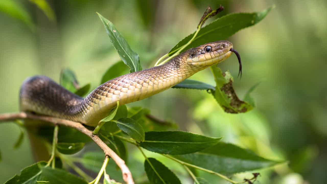 Snake Plants: ಮನೆಯಲ್ಲಿ ಈ 5 ಗಿಡಗಳಿದ್ದರೆ ಹಾವು ಅಪ್ಪಿತಪ್ಪಿಯೂ ಬರುವುದಿಲ್ಲ Snake Plants: ಮನೆಯಲ್ಲಿ ಈ 5 ಗಿಡಗಳಿದ್ದರೆ ಹಾವು ಅಪ್ಪಿತಪ್ಪಿಯೂ ಬರುವುದಿಲ್ಲ