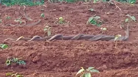 ​ಹಾವುಗಳ ಪ್ರೇಮದ ಬೆಸುಗೆ: ಬರೋಬ್ಬರಿ ಅರ್ಧ ಗಂಟೆ ಮಿಲನ..!