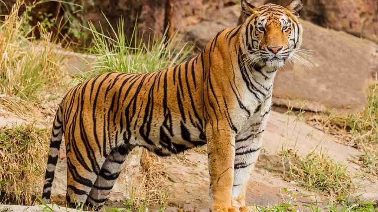 ಚಾಮರಾಜನಗರದಲ್ಲಿ ವ್ಯಾಘ್ರ ಅಟ್ಟಹಾಸ: ಒಂದೇ ತಿಂಗಳಲ್ಲಿ 2 ಜೀವ ಬಲಿ ಪಡೆದ ನರಭಕ್ಷಕ ಹುಲಿ