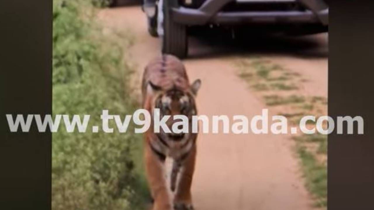 ಕಬಿನಿ ಹಿನ್ನೀರಿನ ದಮ್ಮನಕಟ್ಟೆ ಅರಣ್ಯಪ್ರದೇಶದಲ್ಲಿ ಸಫಾರಿ ಮಾಡುತ್ತಿದ್ದ ಪ್ರವಾಸಿಗರಿಗೆ ಕ್ಯಾರೆ ಅನ್ನದ ಹುಲಿರಾಯ
