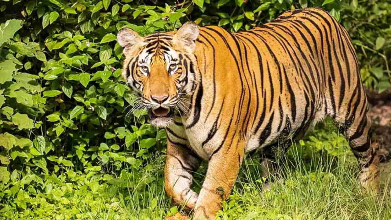 ಚಾಮರಾಜನಗರ: ಮೂತ್ರ ವಿಸರ್ಜನೆಗೆಂದು ಹೊರ ಬಂದ ವ್ಯಕ್ತಿ ಮೇಲೆ ಹುಲಿ ದಾಳಿ