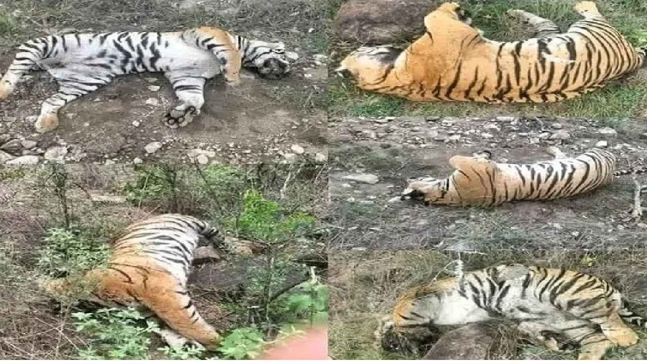 ಜನರ ಸೇಡಿಗೆ ಬಲಿಯಾದ್ವಾ 5 ಹುಲಿಗಳು? ವ್ಯಾಘ್ರಗಳು ಸಾವಿಗೂ ಮುನ್ನ ನಡೆದಿದ್ದೇನು?