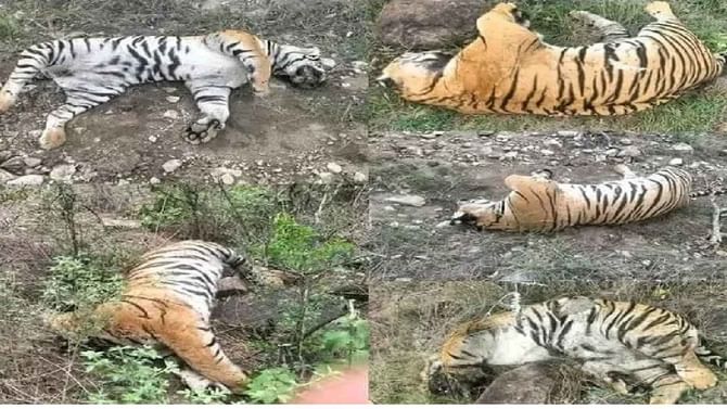 ಸೇಡಿಗೆ ಬಲಿಯಾದ್ವಾ ಹುಲಿಗಳು? ವ್ಯಾಘ್ರಗಳು ಸಾವಿಗೂ ಮುನ್ನ ನಡೆದಿದ್ದೇನು? ಸೇಡಿಗೆ ಬಲಿಯಾದ್ವಾ ಹುಲಿಗಳು? ವ್ಯಾಘ್ರಗಳು ಸಾವಿಗೂ ಮುನ್ನ ನಡೆದಿದ್ದೇನು?
