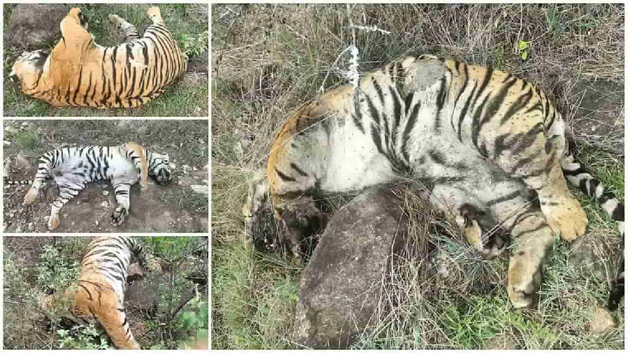 ಮಲೆಮಹದೇಶ್ವರ ಅರಣ್ಯದಲ್ಲಿ 4 ಹುಲಿಗಳ ಅಸಹಜ ಸಾವು: ವಿಷಪ್ರಾಶನ ಶಂಕೆ, ತನಿಖೆಗೆ ಸಚಿವರ ಆದೇಶ