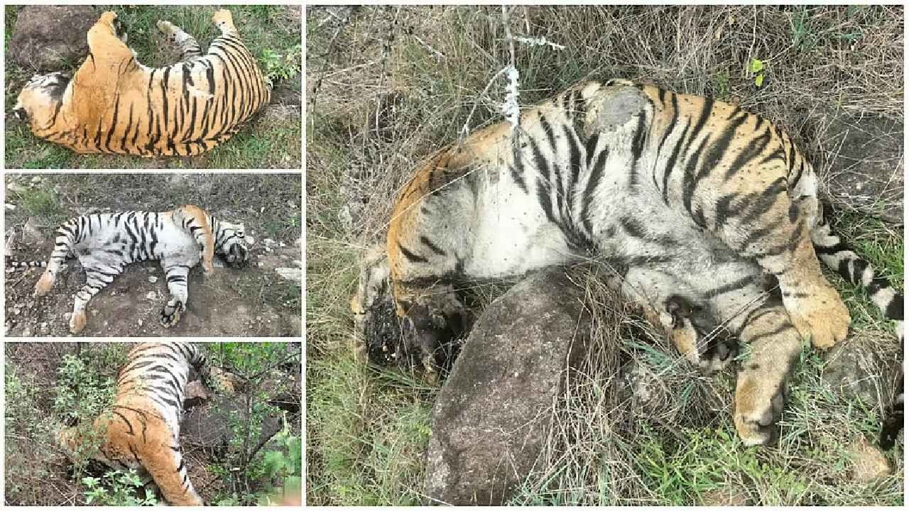 5 ಹುಲಿಗಳ ಸಾವು ಪ್ರಕರಣ: ಉನ್ನತ ಸಮಿತಿಯ ಪ್ರಾಥಮಿಕ ವರದಿಯಲ್ಲಿ ಸ್ಫೋಟಕ ಅಂಶ ಬಯಲಿಗೆ