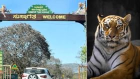 ಐದು ಹುಲಿ ಸಾವು ಬೆನ್ನಲ್ಲೇ ಬಂಡೀಪುರದಲ್ಲಿ ಮತ್ತೊಂದು ಹುಲಿ ಸಾವು