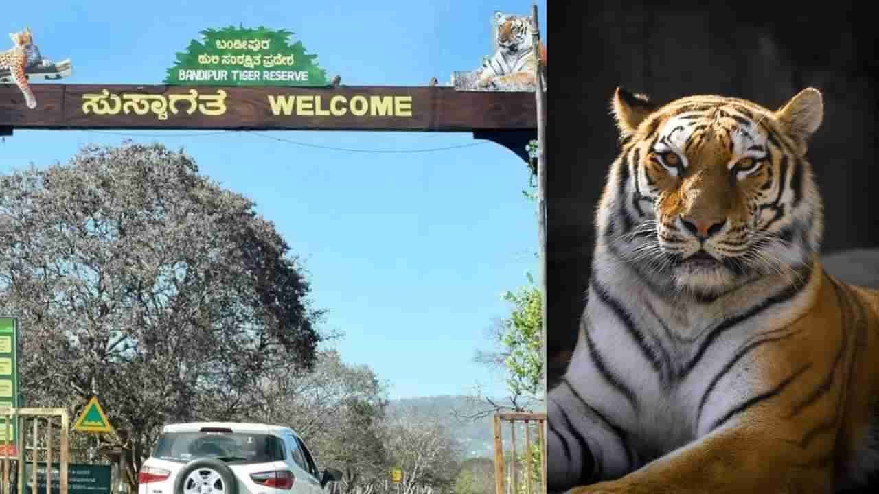 ಚಾಮರಾಜನಗರ: ಐದು ಹುಲಿಗಳ ನಿಗೂಢ ಸಾವು ಬೆನ್ನಲ್ಲೇ ಮತ್ತೊಂದು ಹುಲಿ ಸಾವು